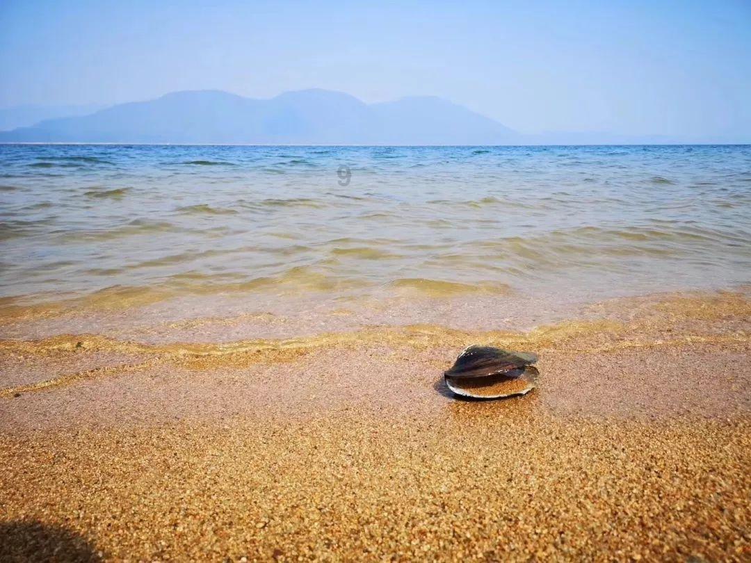 虫虫助手下载